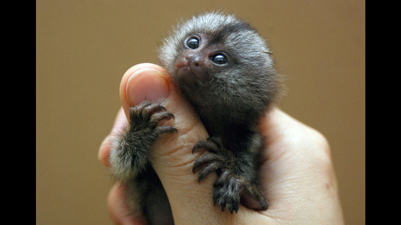Tiny Finger Monkey The Cutest Pet You've Ever Seen | Meet My Adorable Finger Monkey