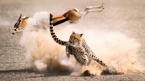 A Cheetah Hunting Time