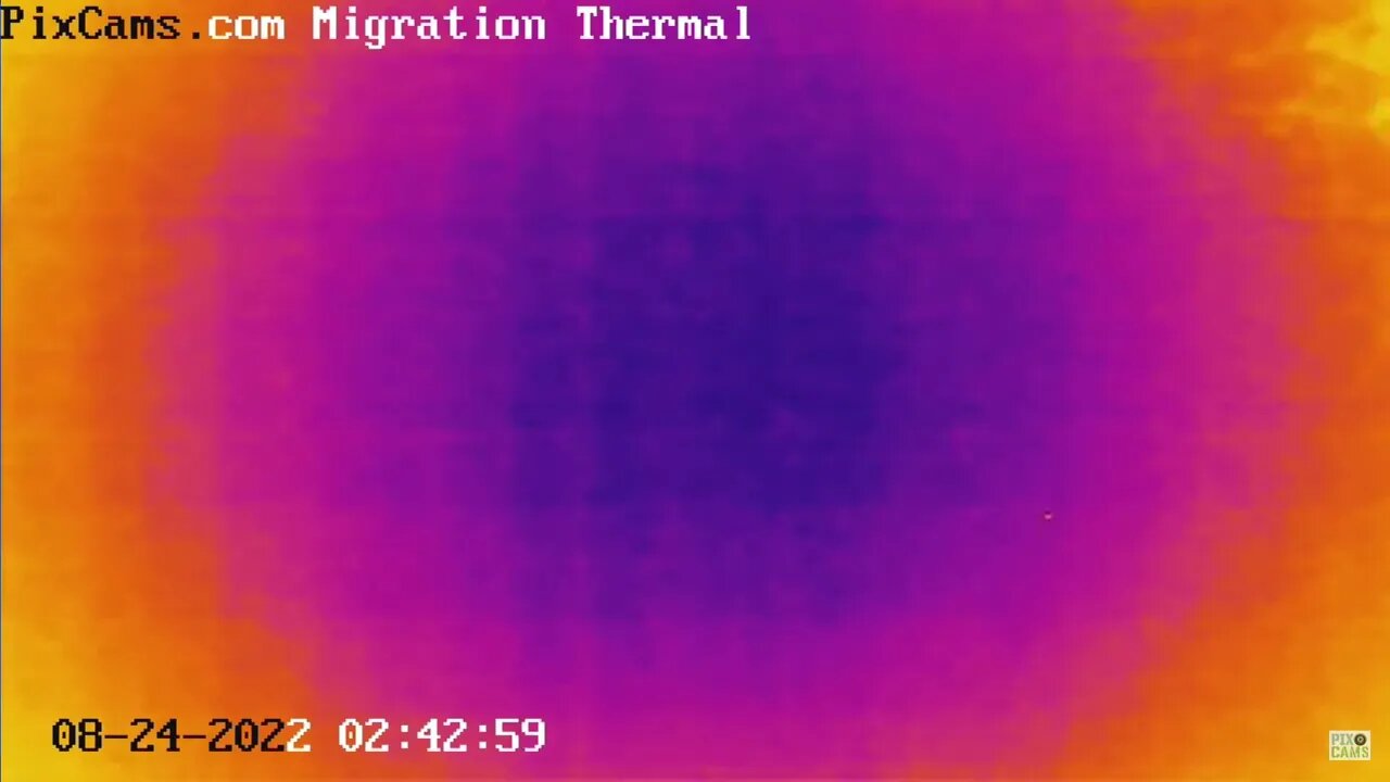 Night migrating birds caught on thermal camera - 8/24/2022 @ 2:42