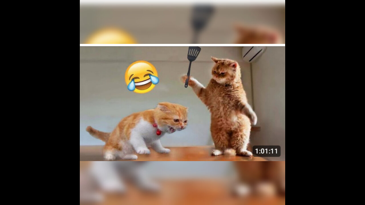 1 hour of funniest animals 2023_funniest cats and dog 🐶🐱