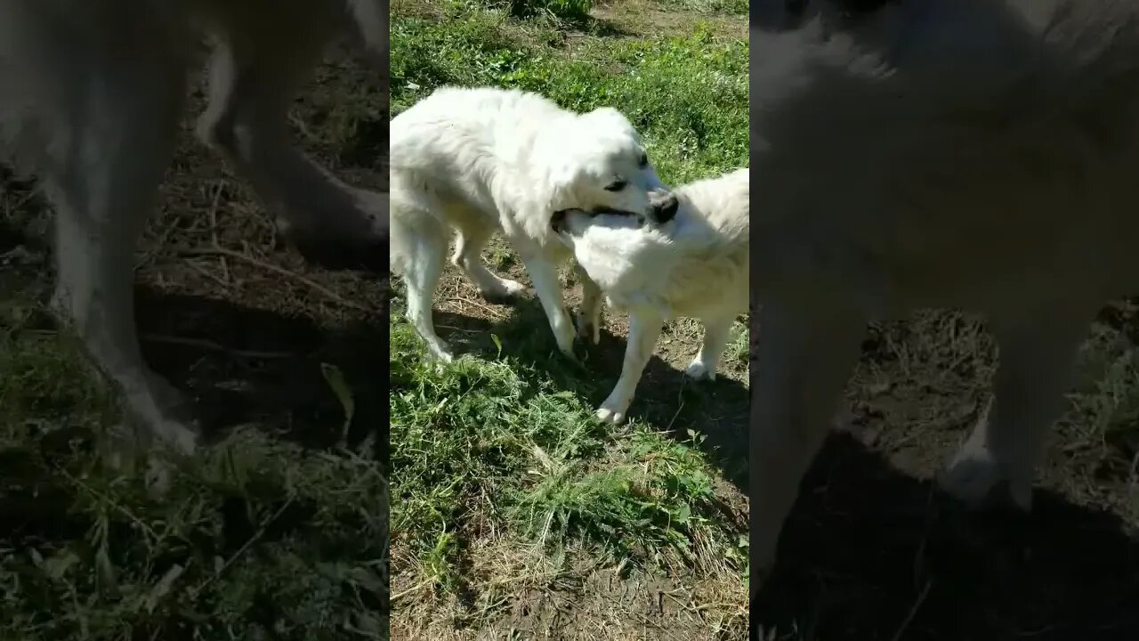 #internationaldogday #dogs #greatpyreneese #playful #cute #farmanimals #workingdogs #guarddog