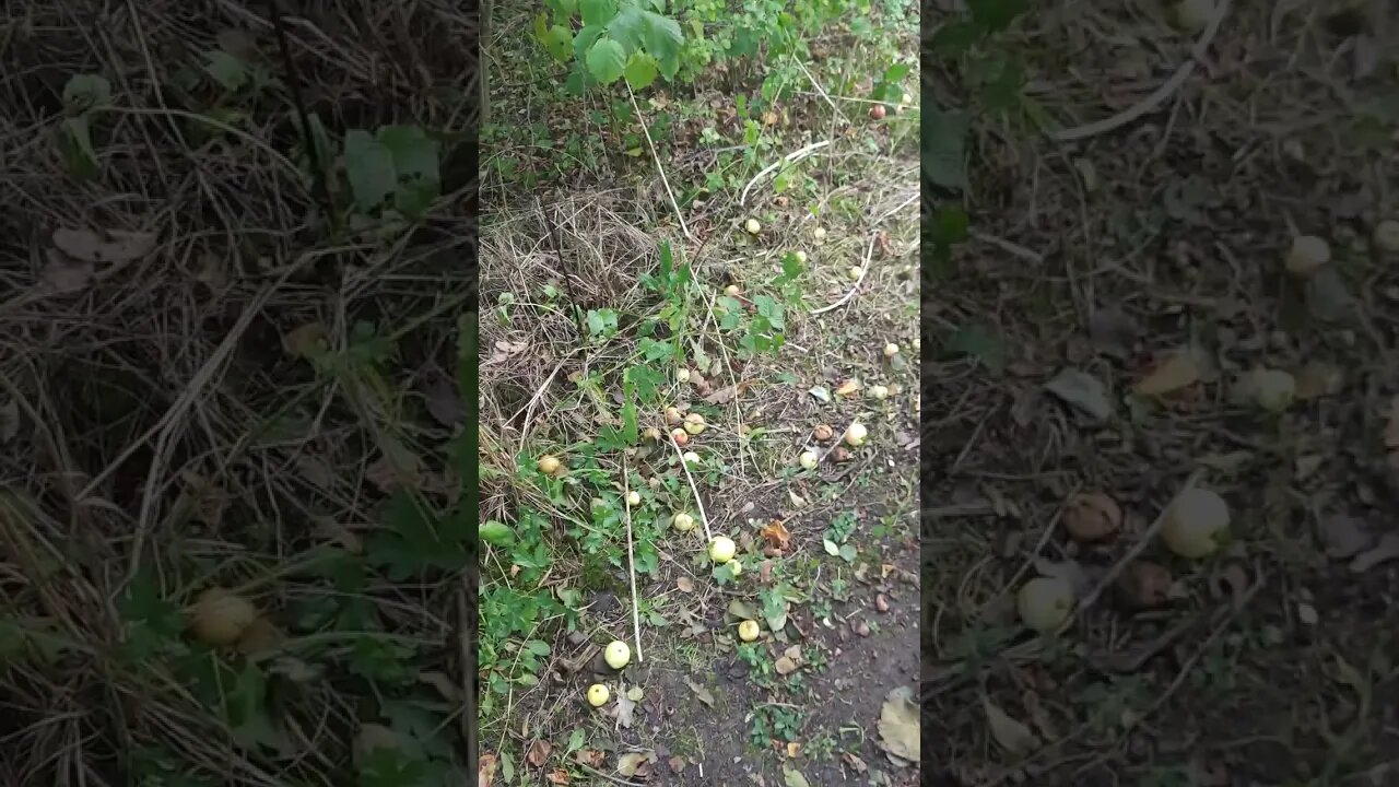 wild apples on the way to Cherry Hill Nursery (Middlesbrough)