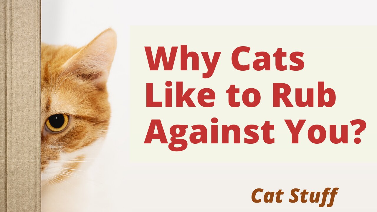 Why Cats Like to Rub Against You And Objects? Cat Fact Videos: things you need to know about cats