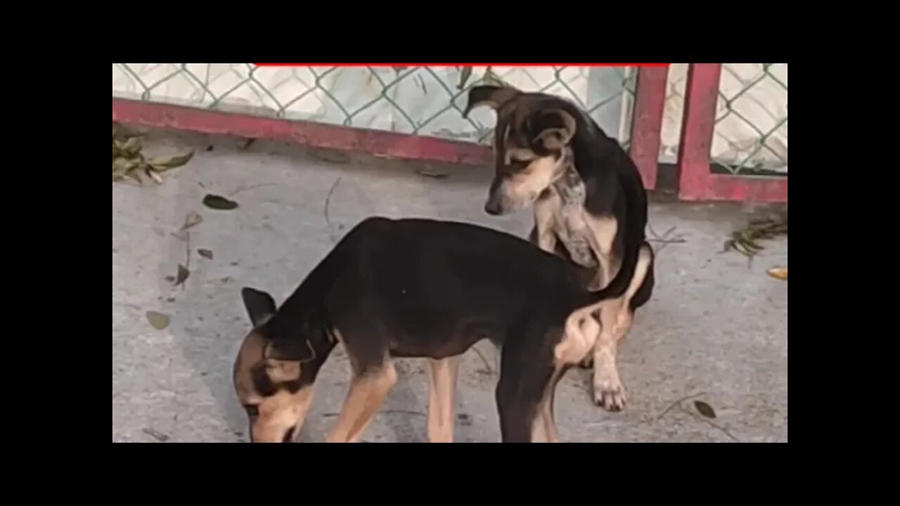 Love can wag tail of a dog,#Shorts,#dog,#doglover,#animallover,#animal,#viral,#trendingshorts,#viral