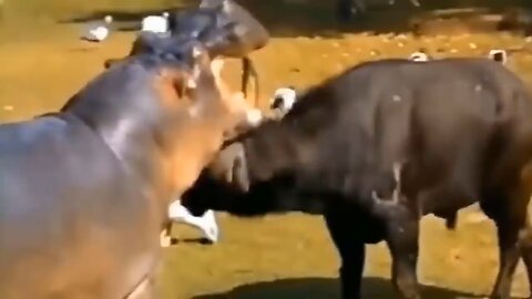The Best Of Animal Attack Videos