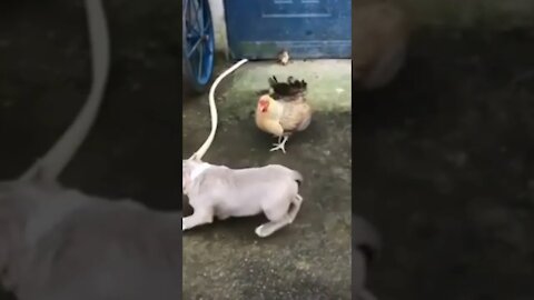 Most funny moment Brave Rooster Vs Crazy Dog 🐓🐓🐓 vs 🐕🐕🐕# Shorts