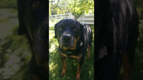 Sweet Rottweiler Of Mine!💖💛 #rottweiler #shorts