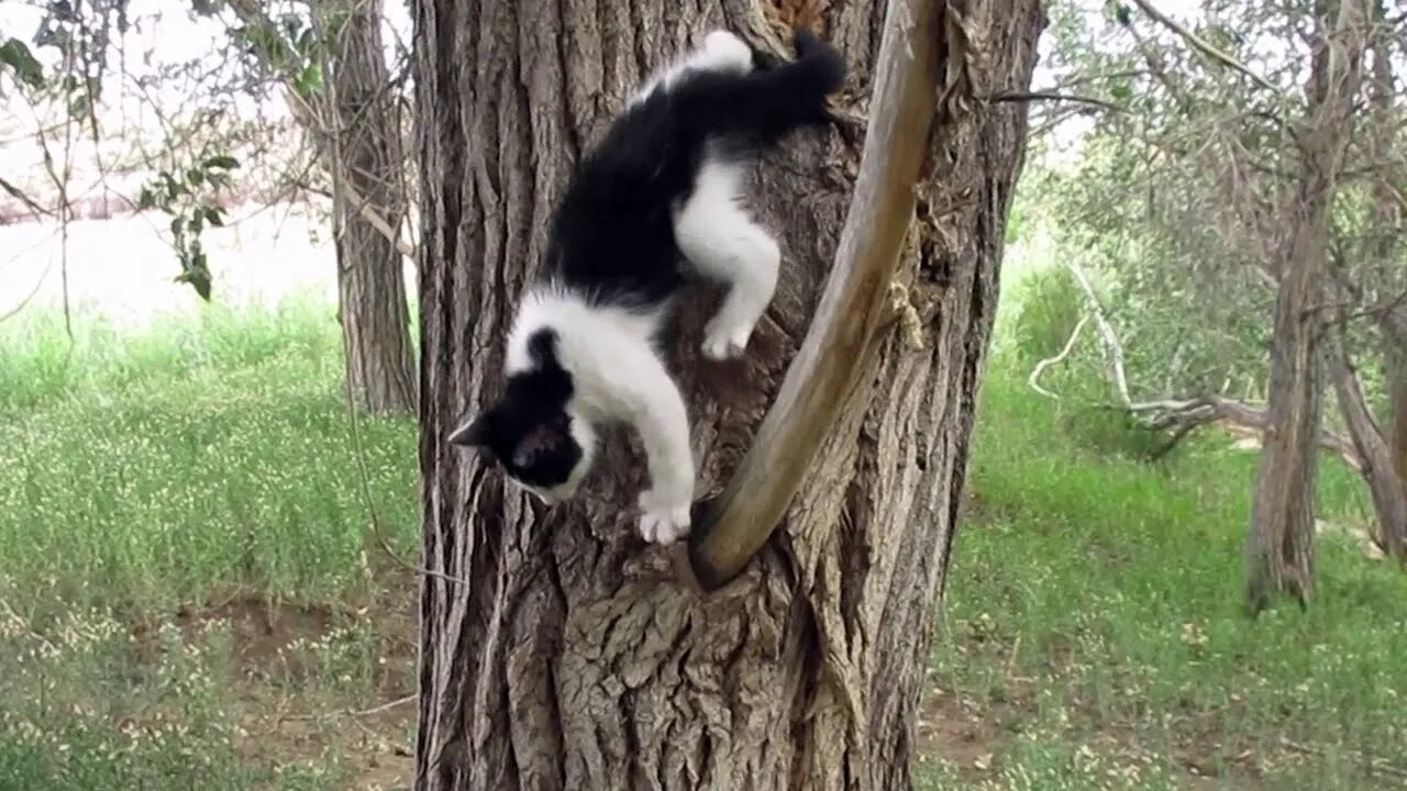 Our Cats #86 #shorts - Kitten Panqueeñou Evolves in Her Tree Climbing Skills!