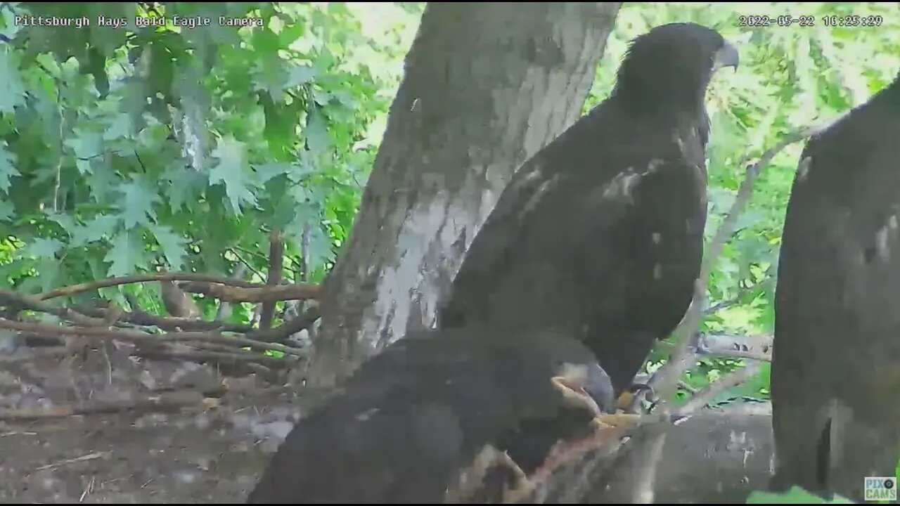 Hays Bald Eagles H18 H17 H16 All on the Crib Rails of the Nest 2022 05 22 10 28 14 638