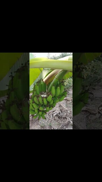 Ninho de Pomba, Pombinha, Rolinha Na bananeira #Nordeste