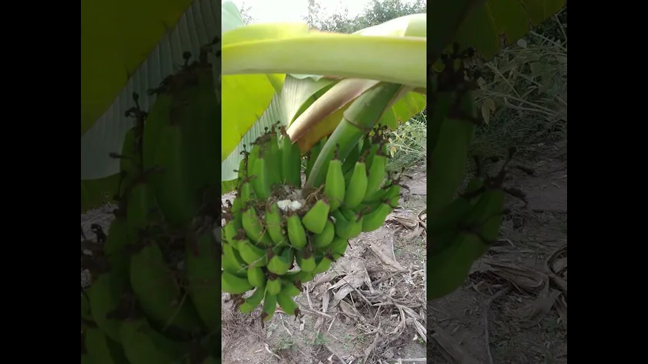 Ninho de Pomba, Pombinha, Rolinha Na bananeira #Nordeste