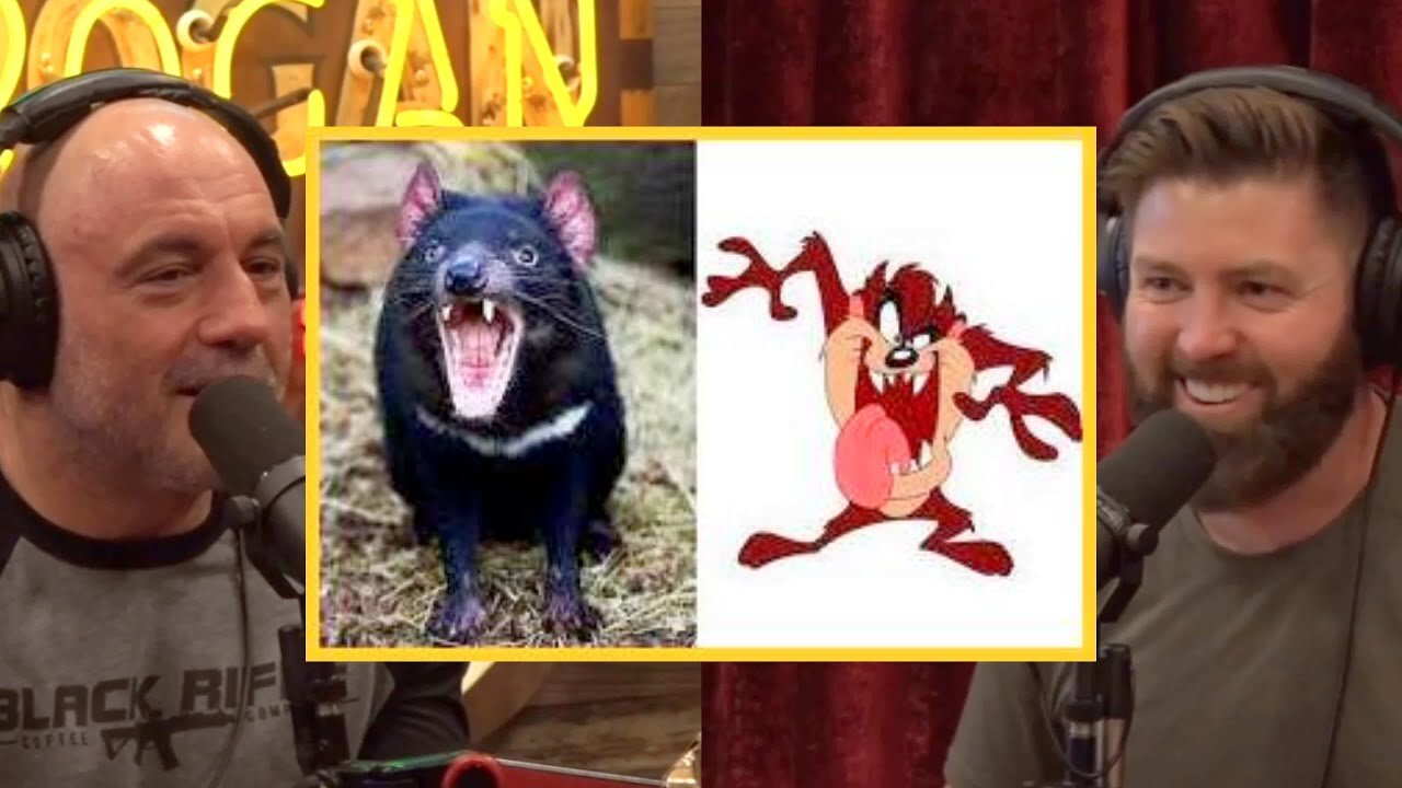 Joe Rogan: Tasmanian Devils are TERRIFYING and ADORABLE