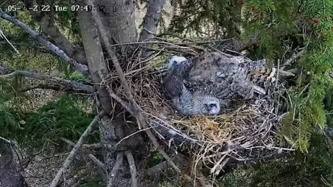 Ellis Bird Farm-Preening and Peeking 🦉 5/24/22 07:47