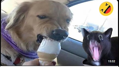 Try not to LAUGH 😅 Funny Dogs And Cats Videos 😅