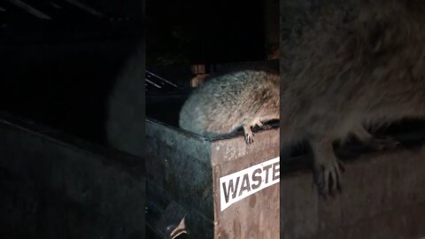 Raccoons stuck inside garbage bin