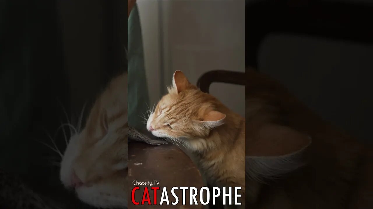 😼 #CATASTROPHE - Fishy Kitty 🐈