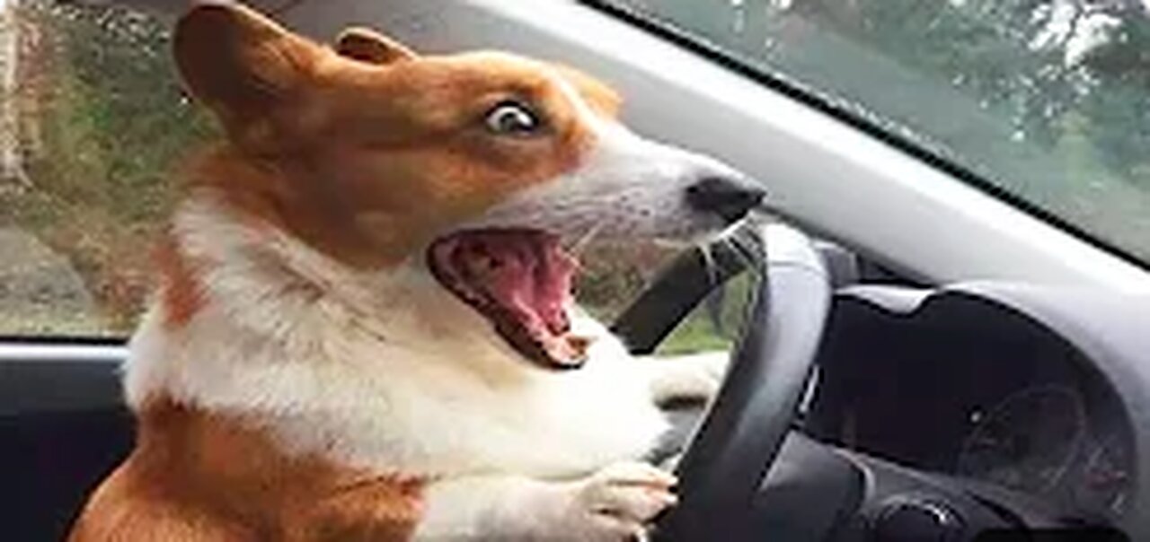 Funny Animals- - Best Of The 2023 Funny Animal Videos
