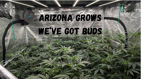 We've Got Buds