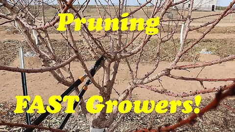 How To Prune Fruit Trees | A Detailed Tutorial on Pruning Apricots