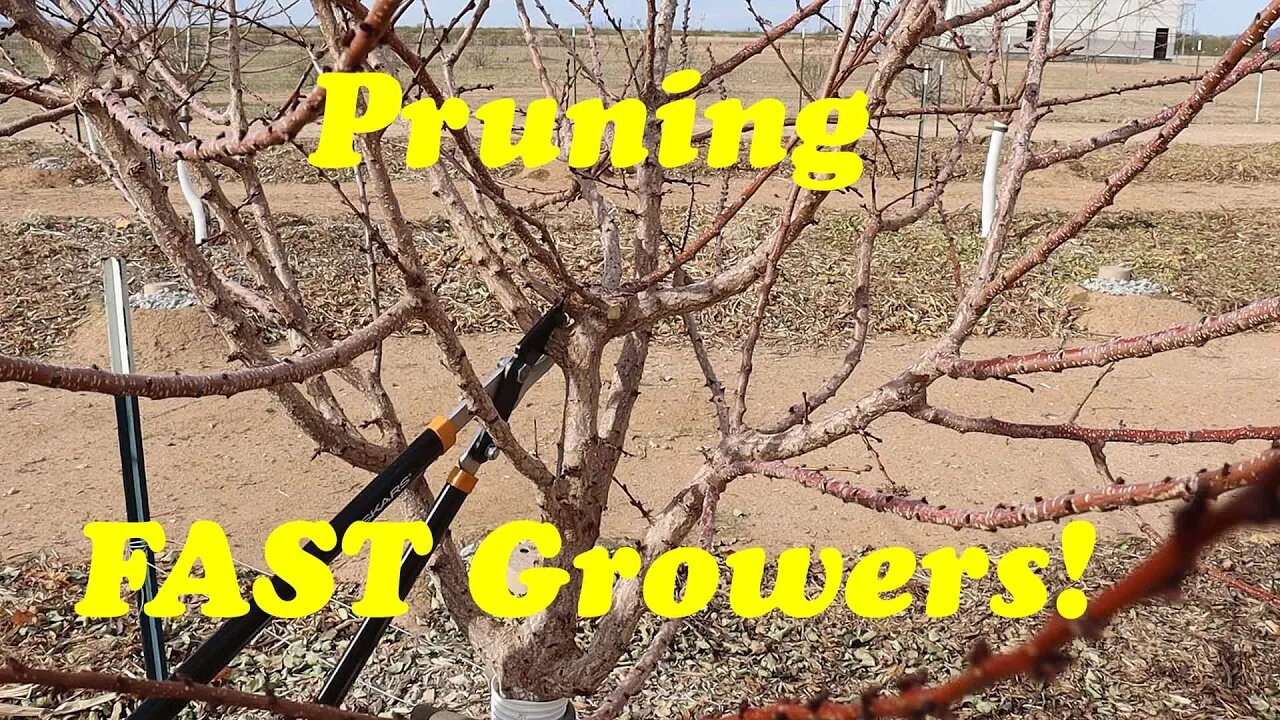 How To Prune Fruit Trees | A Detailed Tutorial on Pruning Apricots