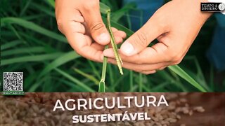 Conheça a cultivar Piatã, braquiaria de alto potencial da Riza Sementes