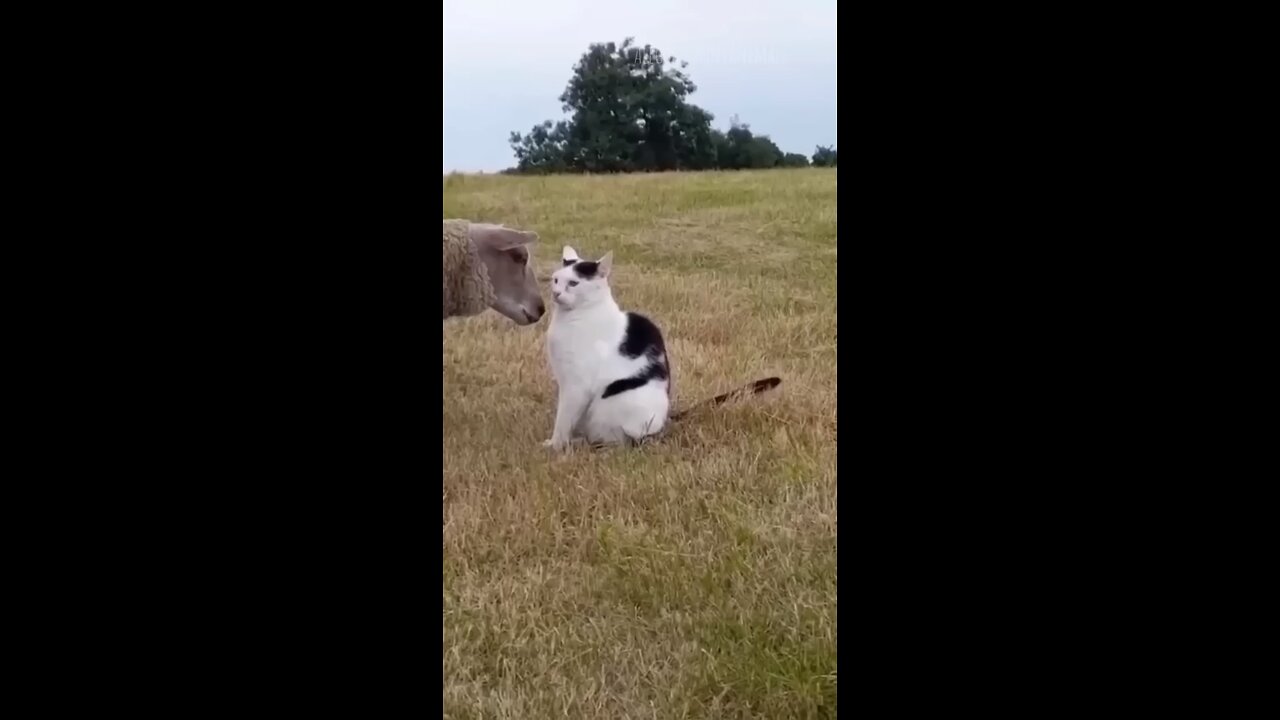 Funny animals 😆 - Funniest Cats and Dogs Video🐕🐈