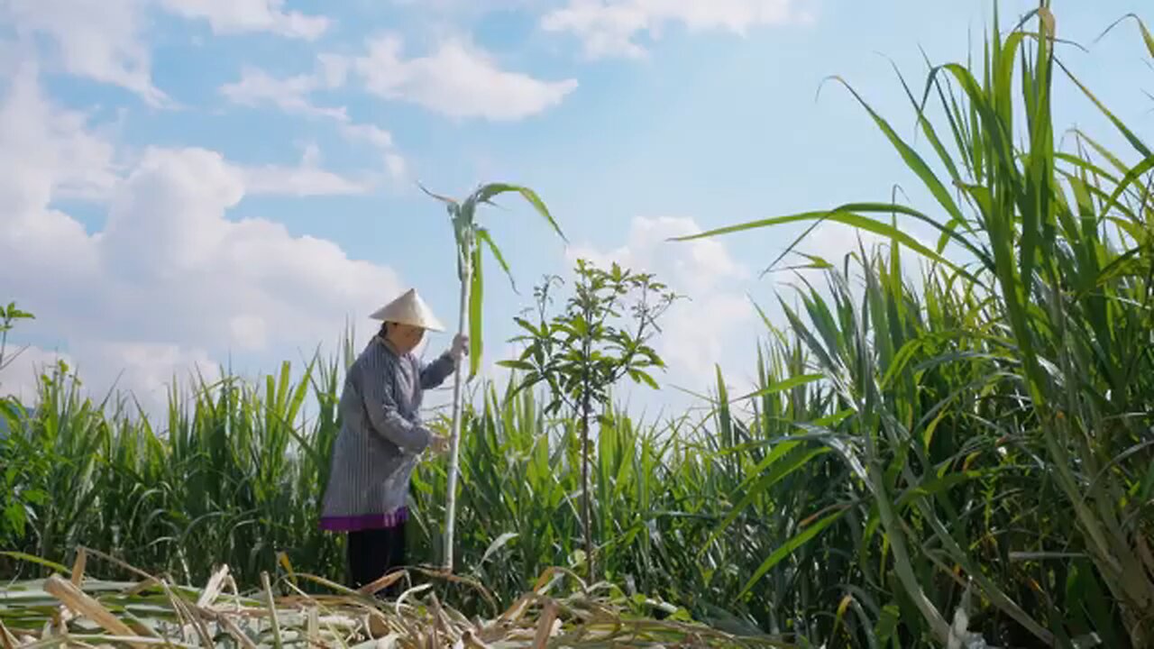 Fresh sugarcane is traditionally boiled, making enough rock and brown sugar to last the whole year!