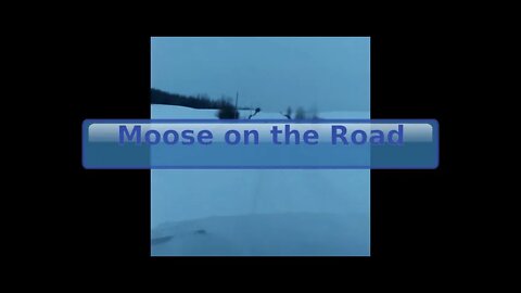 🇨🇦 🦌 Moose on the Road - PLEASE TURN VOLUME DOWN!!! 🦌🇨🇦