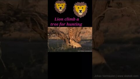 Lion climb a tree for hunting 2022 #shorts #youtubeshorts #shortvideo