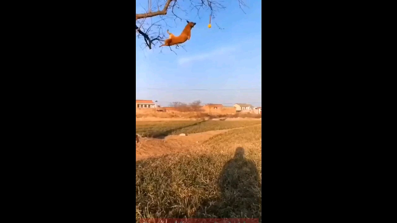 funny animal video #short #animal #funny