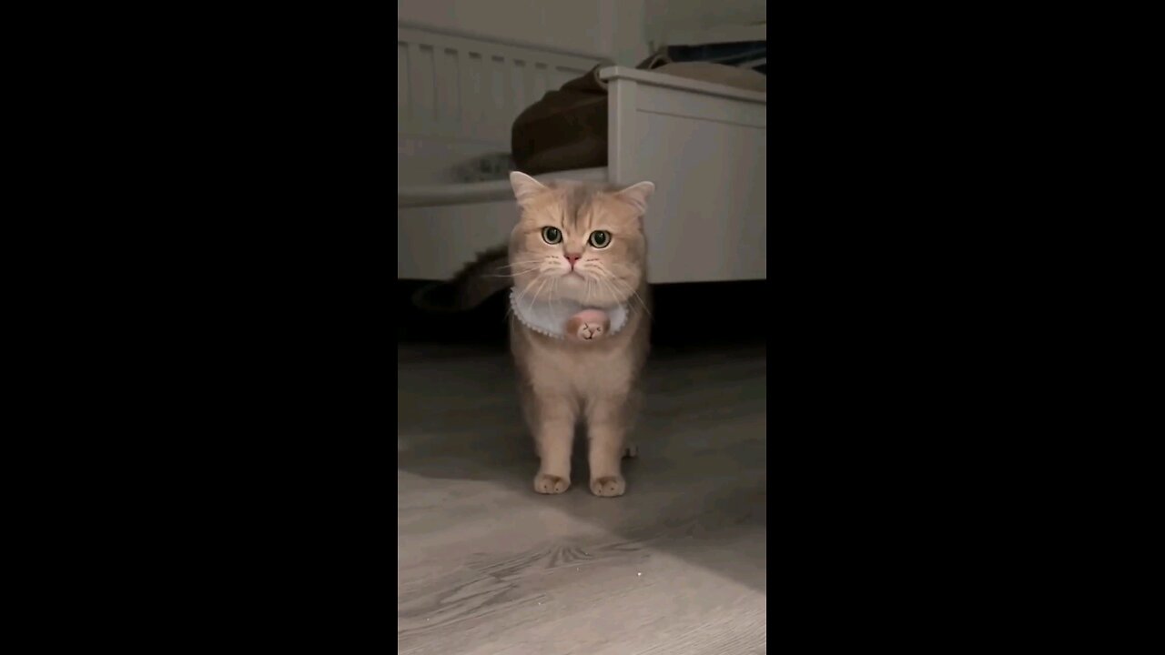 funny scene of cat 🙀 😅