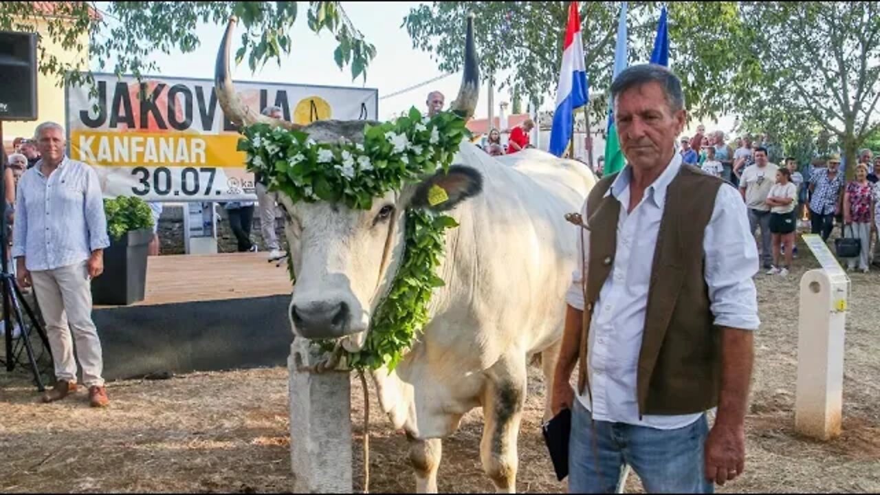 Održana tradicionalna 32. smotra istarskih volova