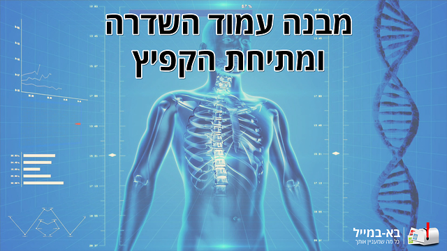 מבנה עמוד השדרה ומתיחת קפיץ