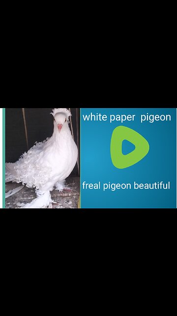 White freal pigeon beautiful