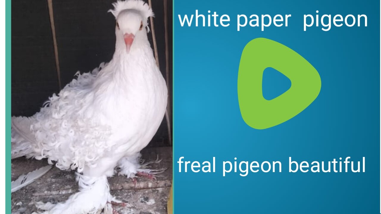 White freal pigeon beautiful