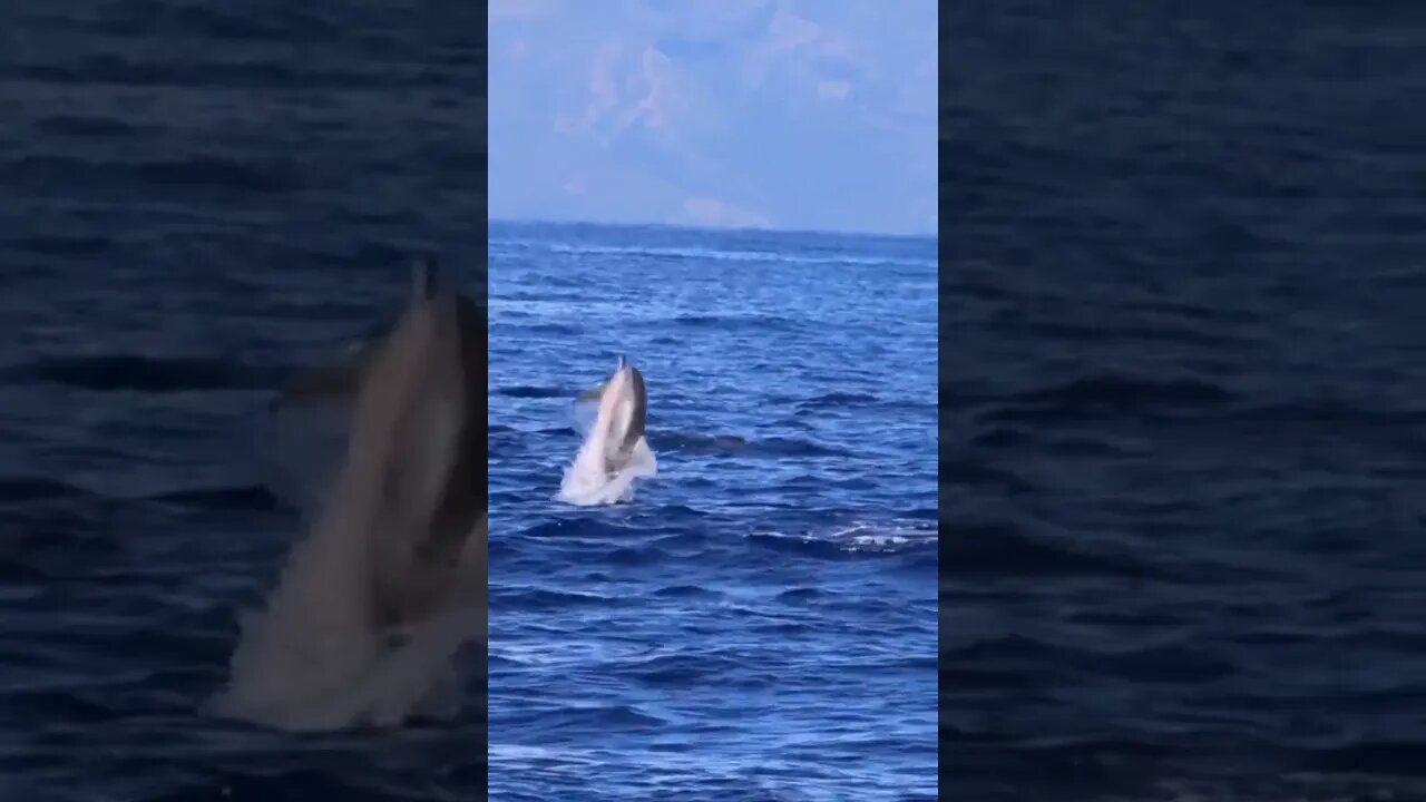 Dolphin Being Majestic