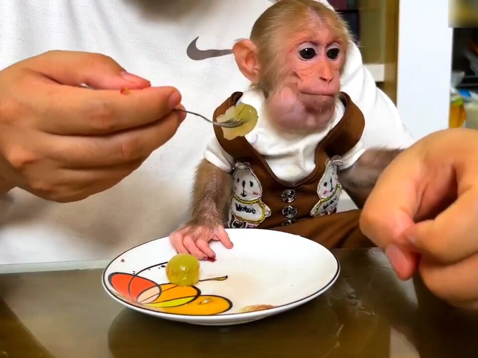 Super Clever monkey BiBi tricks the father for steal fruits to eat