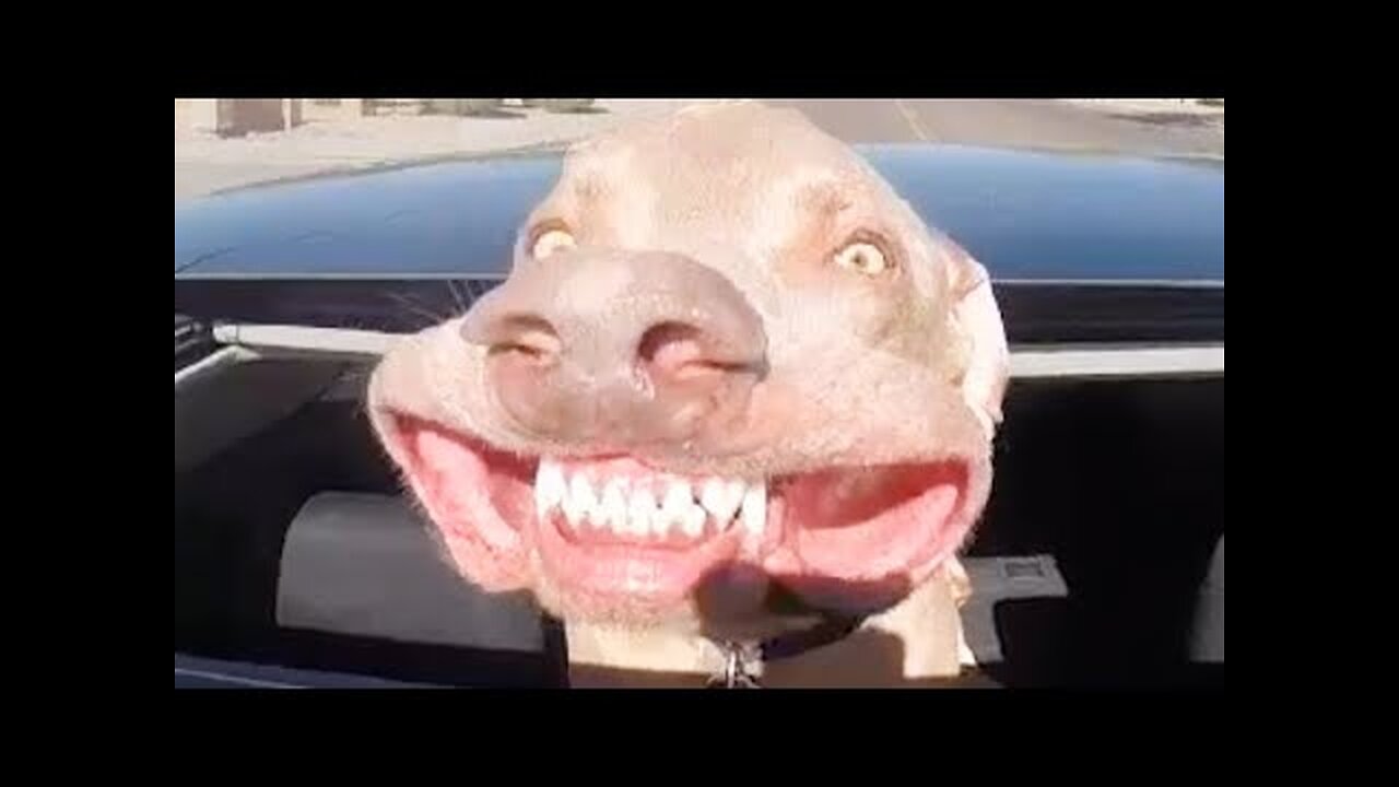 FUNNY99TEAM | DOG LOVES CAR RIDES | FUNNY ANIMALS