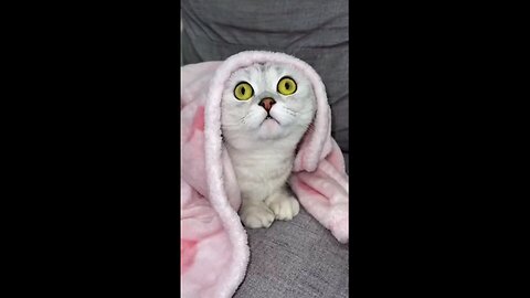 cute__cat_shocking_prank_😱😱😱