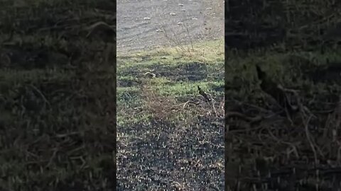 Заменированые Поля в Украине #мировыеновости #политикасегодня