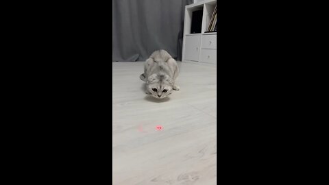 💔cat