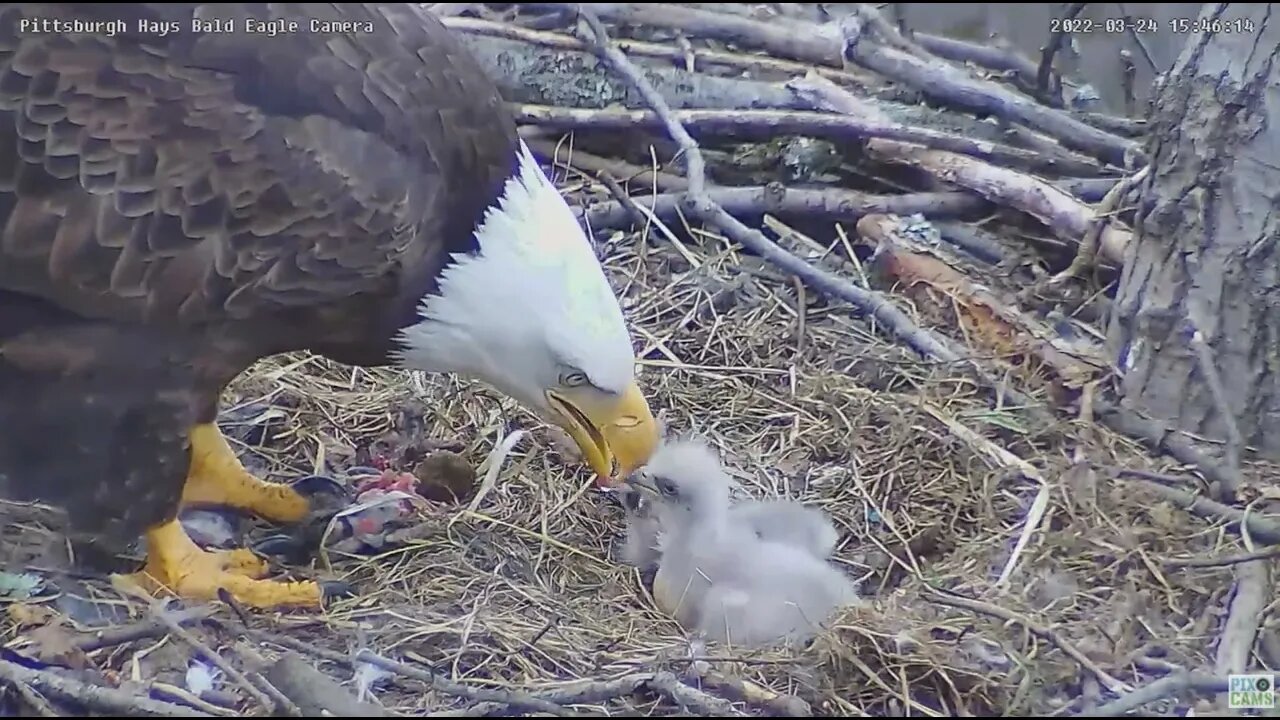 Hays Bald Eagles Mom feeds H16 H17 peeps, PS, and PIP progress! 2022 03 24 15 46 19 926