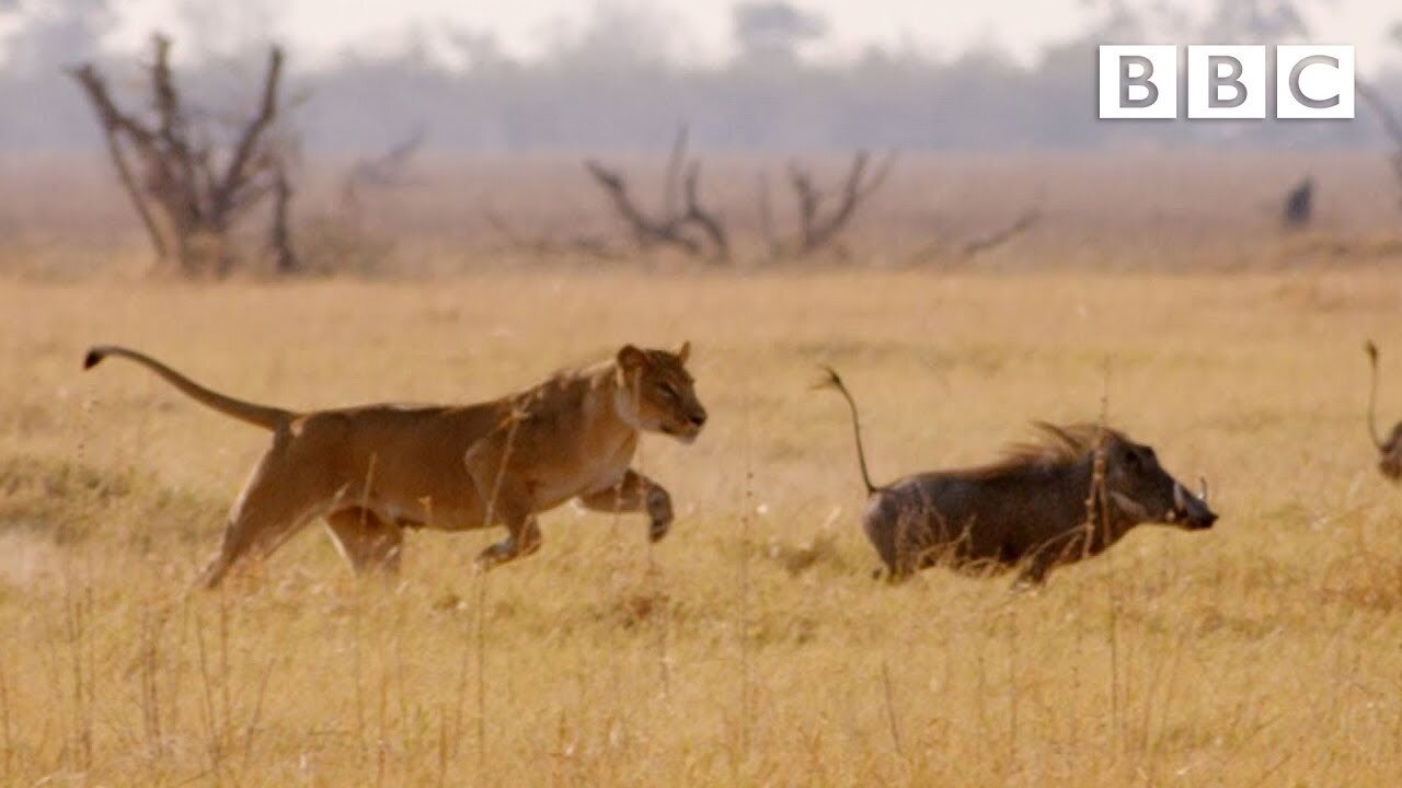 SHE'S GONNA EAT ME!" Hungry lion chases warthog | Natural World - BBC