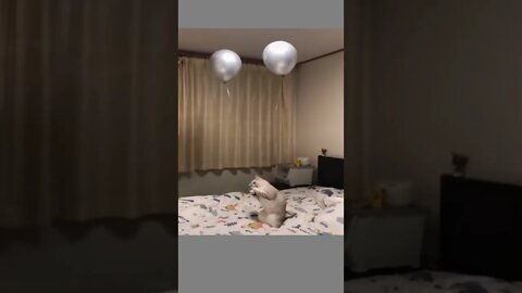 cute cat plays with balloon, #shorts, funny cat video