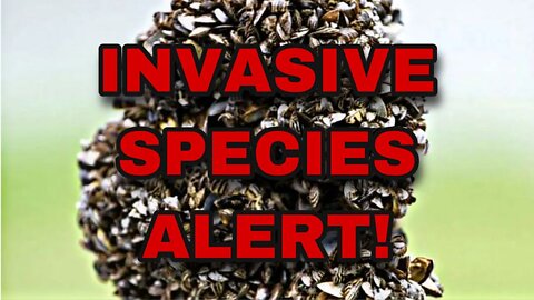INVASIVE SPECIES ALERT! Why zebra mussels are harmful - Fishing News of the Week - Ep. 11