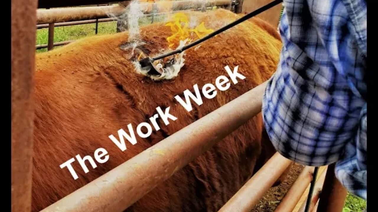 TYPICAL Work Week | Retirement Schedule | Ranch Manager | Hashknife Ranch (In the Chute - Round 87)