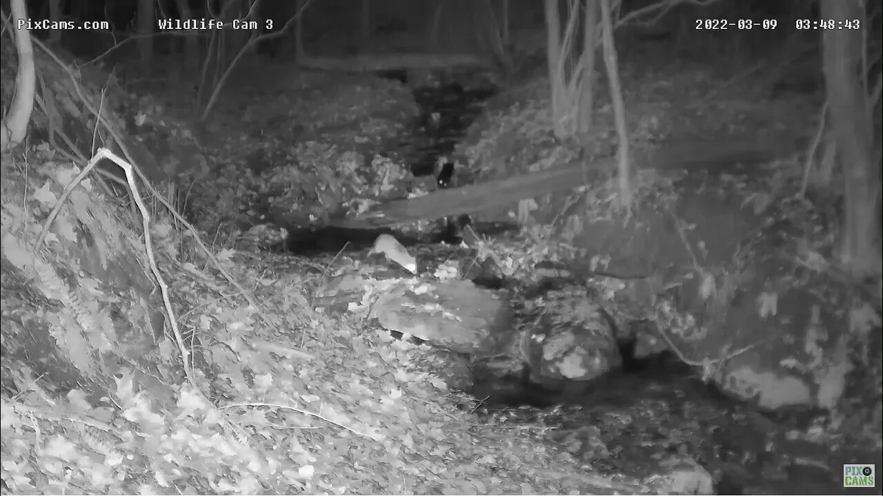 Red Fox chases Raccoon