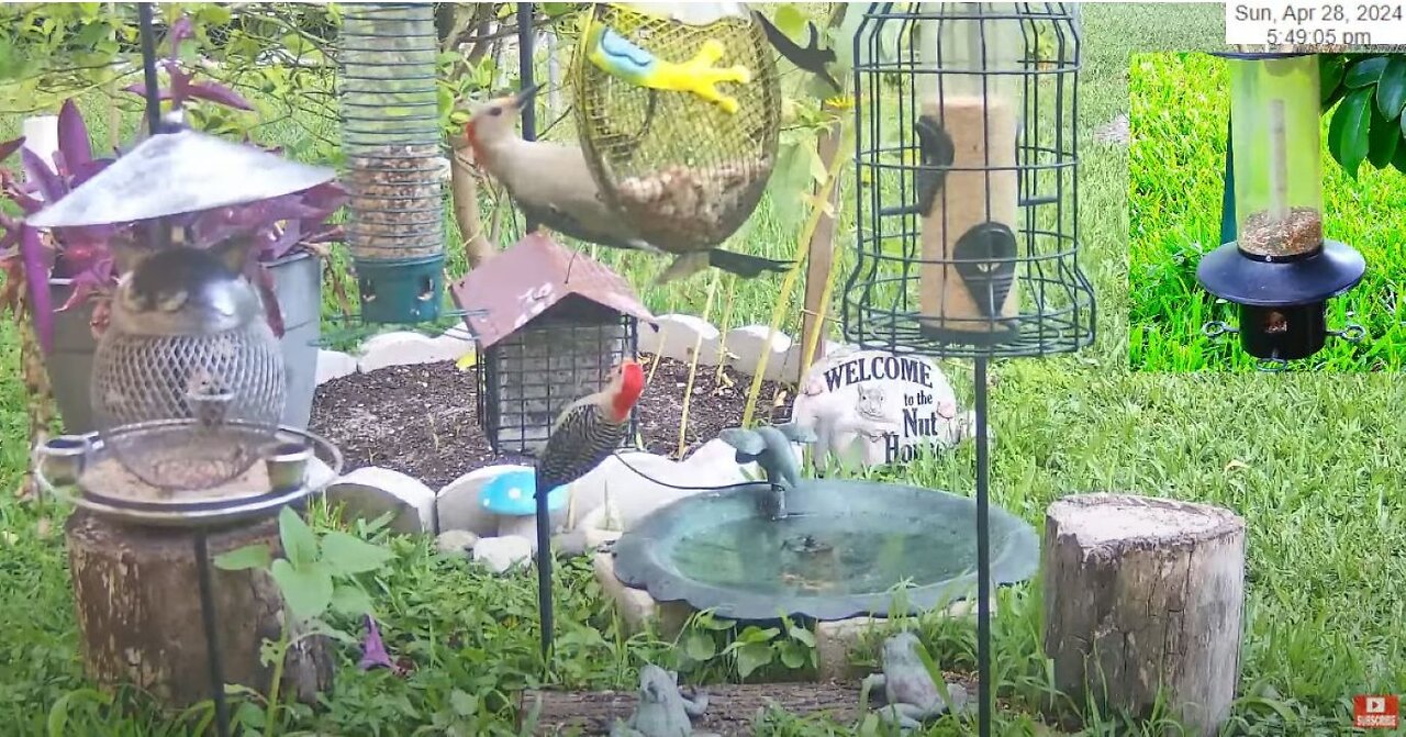 Florida Bird Bath/Feeder SWFL Live Camera HD