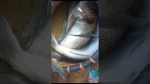 خيرات ميرلفت اللهم بارك 😍🇲🇦