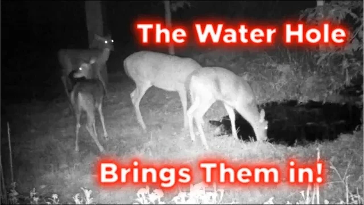 No shortage of visitors at the water hole!